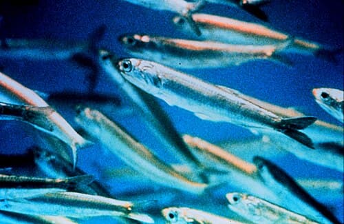 Anchovies
