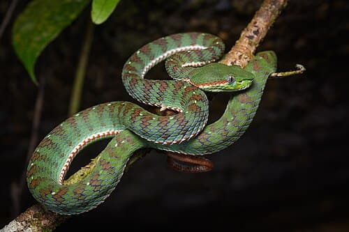 Snakes