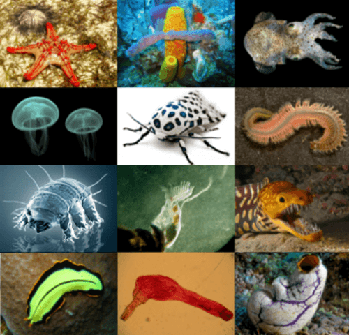 Animals