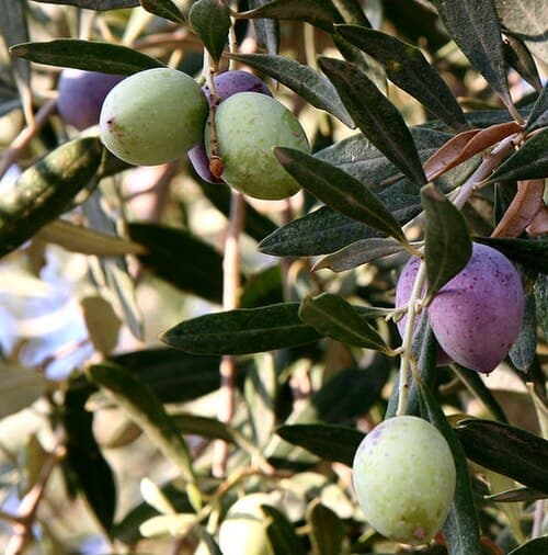 Black Olives