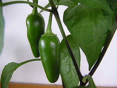 Jalapenos
