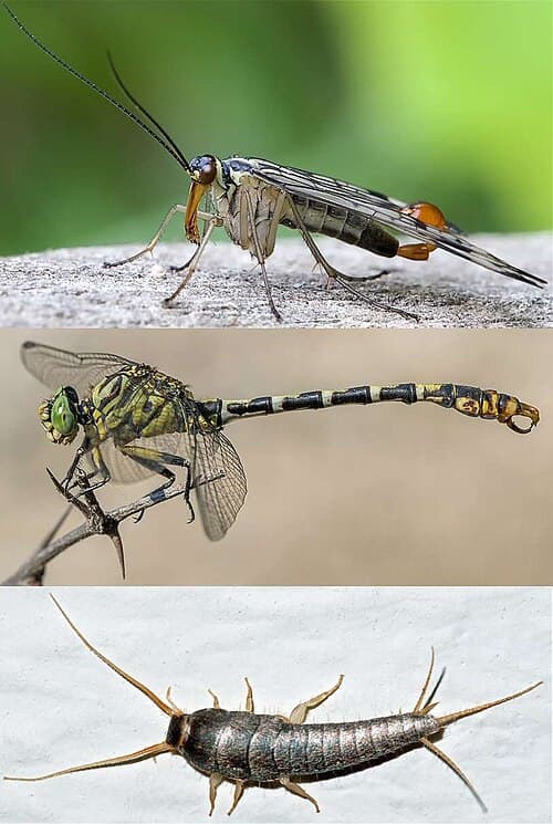 Insects