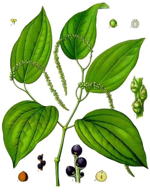 Green Peppers